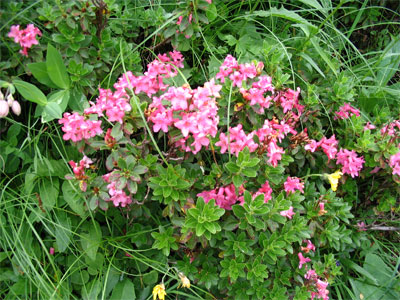 Alpenrosen